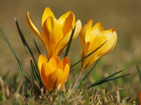Crocus Sativus Yellow Flower seeds for Planting - Garden Favorite, Heirloom & GMO Free Seeds for Home Garden