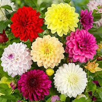 Dahlia bulbs planted along a decorative garden border


