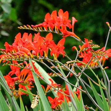 Bressingham Flower seeds for Planting - Hardy Variety, Heirloom & GMO Free Seeds for Home Garden