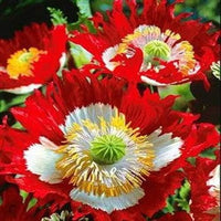 Danish Flag Poppy Seeds for Stunning Red & White Flowers