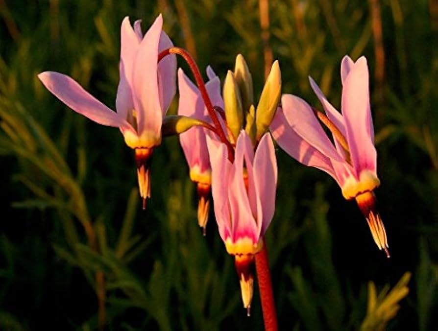 Pink Midland Shooting Flower seeds for Planting - Shade Tolerant, Heirloom & GMO Free Seeds for Home Garden
 
 Sale seeds for home garden