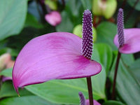 Violet Anthurium Andraeanum Flower seeds for Planting - Premium Quality, Heirloom & GMO Free Seeds for Home Garden