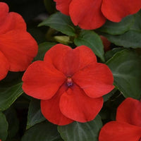 Impatiens Sun and Shade Burgundy Seeds for Versatile Flowering