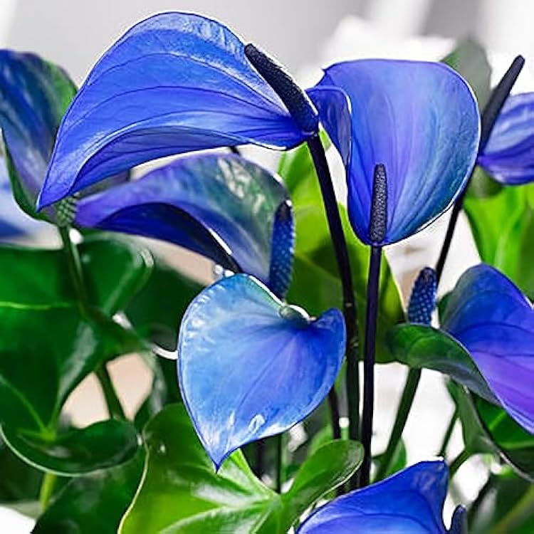 Blue Anthurium Linden Flower Seeds for Planting Seasonal Bloomer Heirloom & GMO Free Seeds for Home Garden
 
 Sale