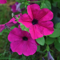 Pelletta Petunia Limbo Purple Petunia Seeds