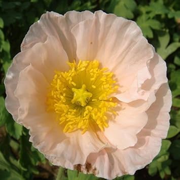 Pale Pink Iceland Flower seeds for Planting - Cottage Garden Essential, Heirloom & GMO Free Seeds for Home Garden
 
 Sale for planting in home garden.