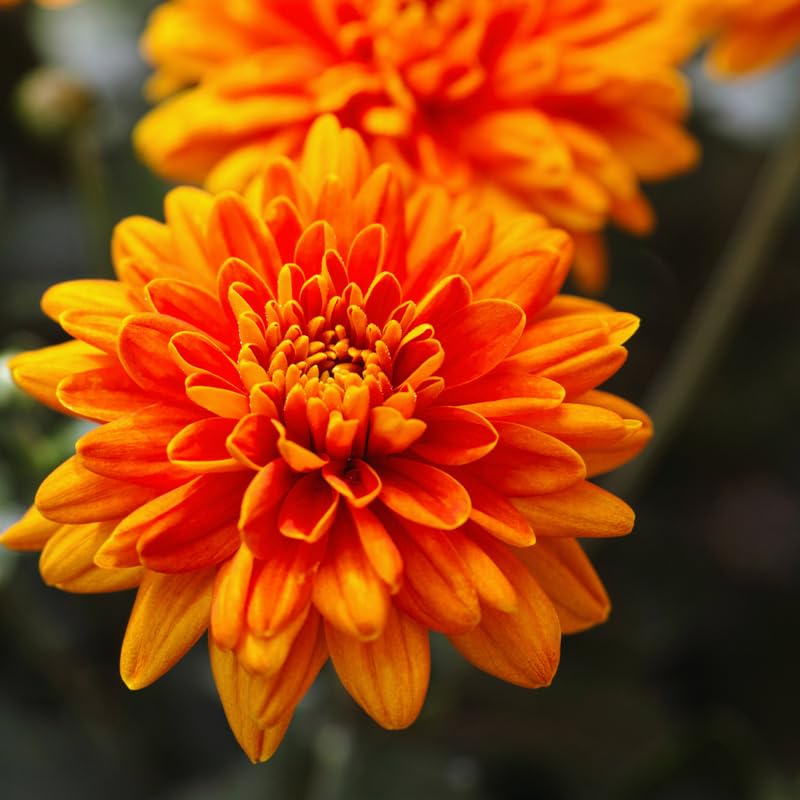 Chrysanthemum Flower Seeds Orange