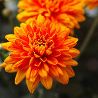 Chrysanthemum Flower Seeds Orange