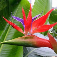 Red Strelitzia Flower seeds for Planting - Long Bloom Season, Heirloom & GMO Free Seeds for Home Garden
 
 Sale for planting in home garden
