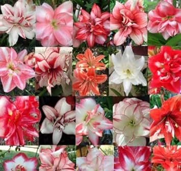 100 Pcs