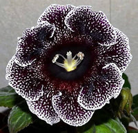 Gloxinia Sinningia Speciosa Mixed Flower Seeds