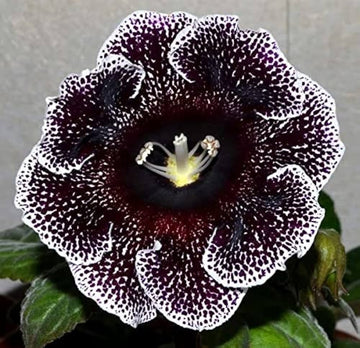 Gloxinia Sinningia Speciosa Mixed Flower Seeds