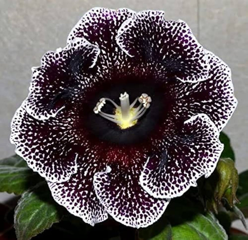 Gloxinia Sinningia Speciosa Mixed Flower Seeds