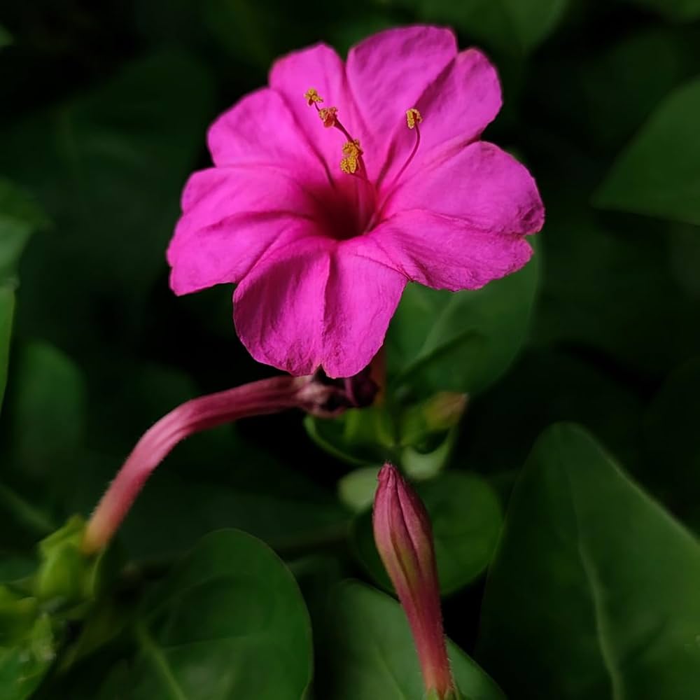 Jalapa Flower seeds for Planting - Vibrant Colors, Heirloom & GMO Free Seeds for Home Garden
