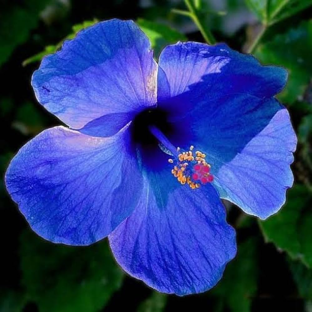 Blue Hibiscus Flower Seeds Wildflower Mix Heirloom & GMO Free Seeds for Home Garden
 
 Sale