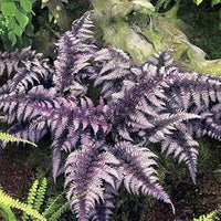 Purple Fern Pteridophyta for Planting heirloom & Non GMO Seeds Vibrant Colors 
 
 Sale