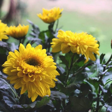 Chrysanthemum Mixed Flower for planting in flower bed