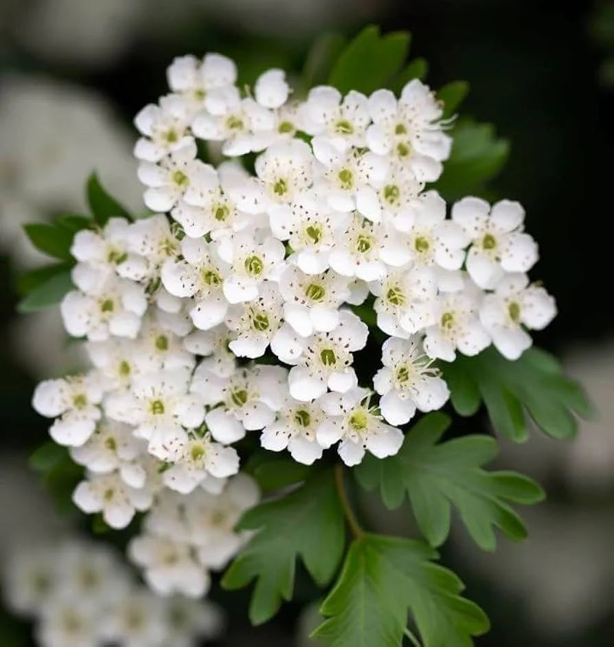 Monogyna Flower seeds for Planting - Cottage Garden Essential, Heirloom & GMO Free Seeds for Home Garden