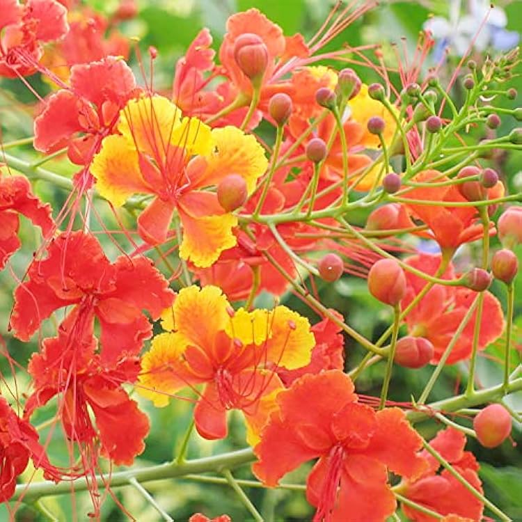 Caesalpinia Flower seeds for Planting Seasonal Bloomer Heirloom & GMO Free Seeds for Home Garden
