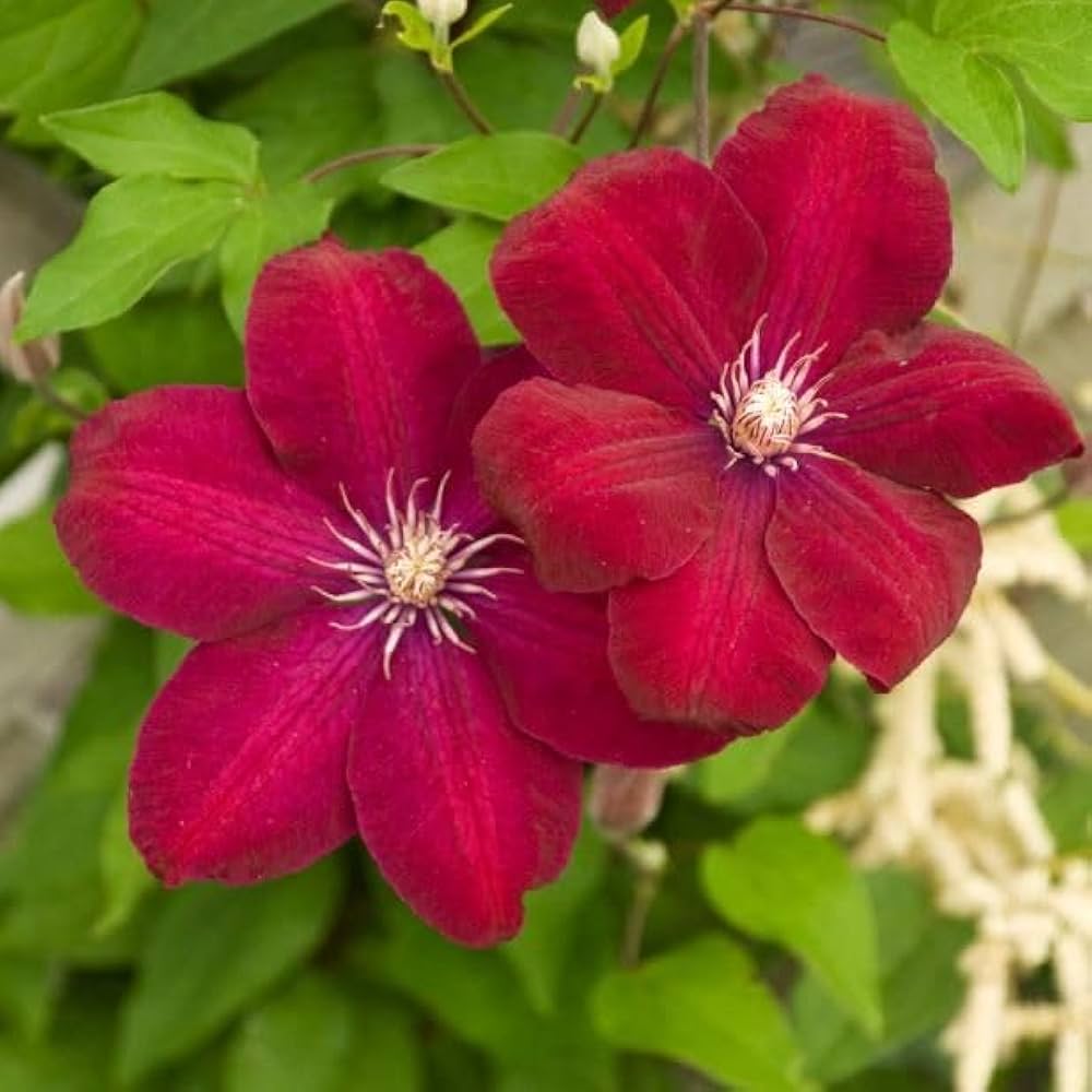 Clematis Flower seeds for Planting Garden Favorite Heirloom & GMO Free Seeds for Home Garden