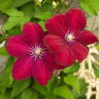 Red Clematis Flower seeds for Planting Vibrant Colors Heirloom & GMO Free Seeds for Home Garden