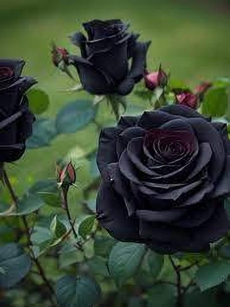 Close-up of elegant deep-toned rose petals on an ornamental plant.