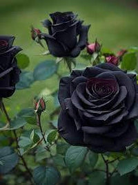 Close-up of elegant deep-toned rose petals on an ornamental plant.