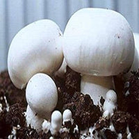 White Button Mushroom Growing Kit with Gourmet Vegetable Garden Collection for Home Cultivation