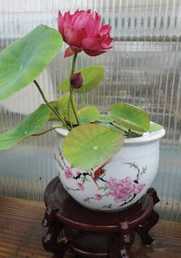 Mini Lotus Nymphaea spp Flower Seeds for Planting in Water Garden and Pond