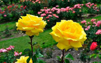 Ornamental yellow roses adding vibrant color to an outdoor landscape.

