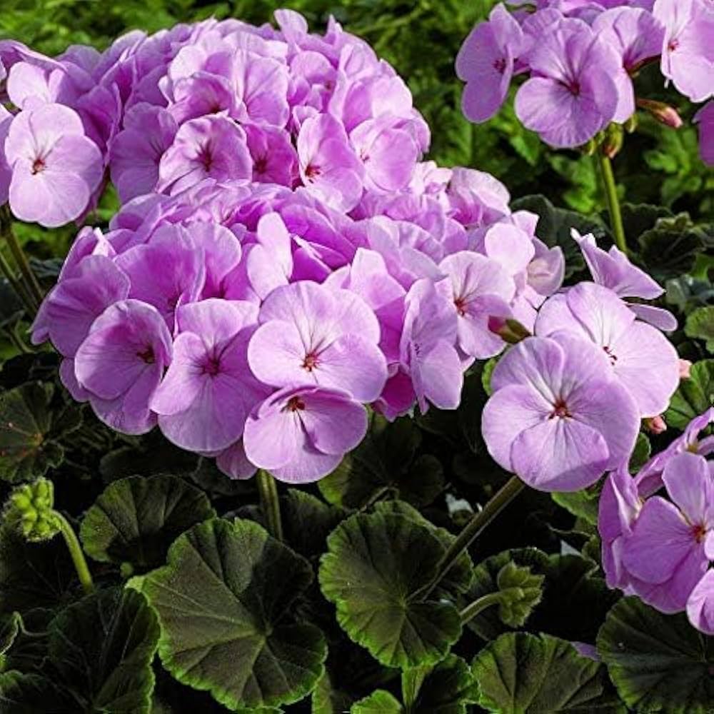Violet Univalve Geranium Flower Seeds for Planting Perfect for Borders Heirloom & GMO Free Seeds for Home Garden
 
 Sale