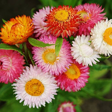 Mixed Helichrysum Flower Seeds for Planting