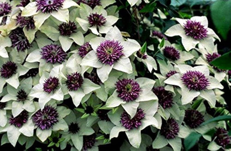 Clematis Flower seeds for Planting - Long Bloom Season, Heirloom & GMO Free Seeds for Home Garden
 
 Sale for planting in home garden.