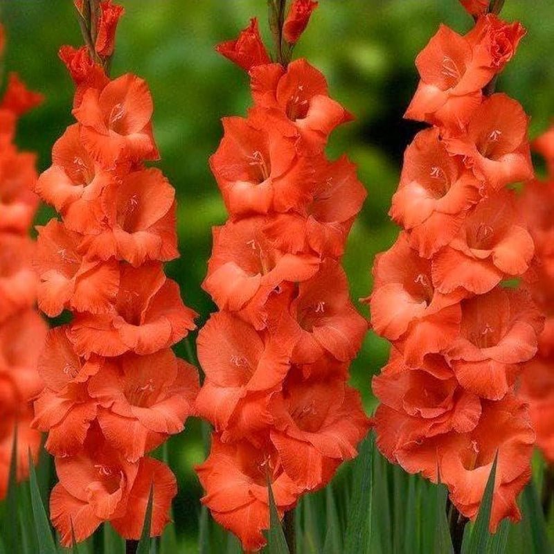 Dark Orange Gladiolus Flower Seeds for Planting – Pollinator Friendly Heirloom & NonGMO Seeds for Home Garden
 
 Sale