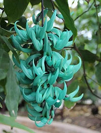 Light Green Strongylodon Flower Seeds for Planting Bright Blooms Heirloom & GMO Free Seeds for Home Garden
 
 Sale