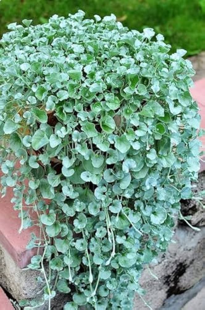 Dichondra Flower seeds for Planting Vibrant Colors Heirloom & GMO Free Seeds for Home Garden 
 
 Sale