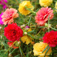 Portulaca Flower seeds for Planting - Drought Tolerant, Heirloom & GMO Free Seeds for Home Garden