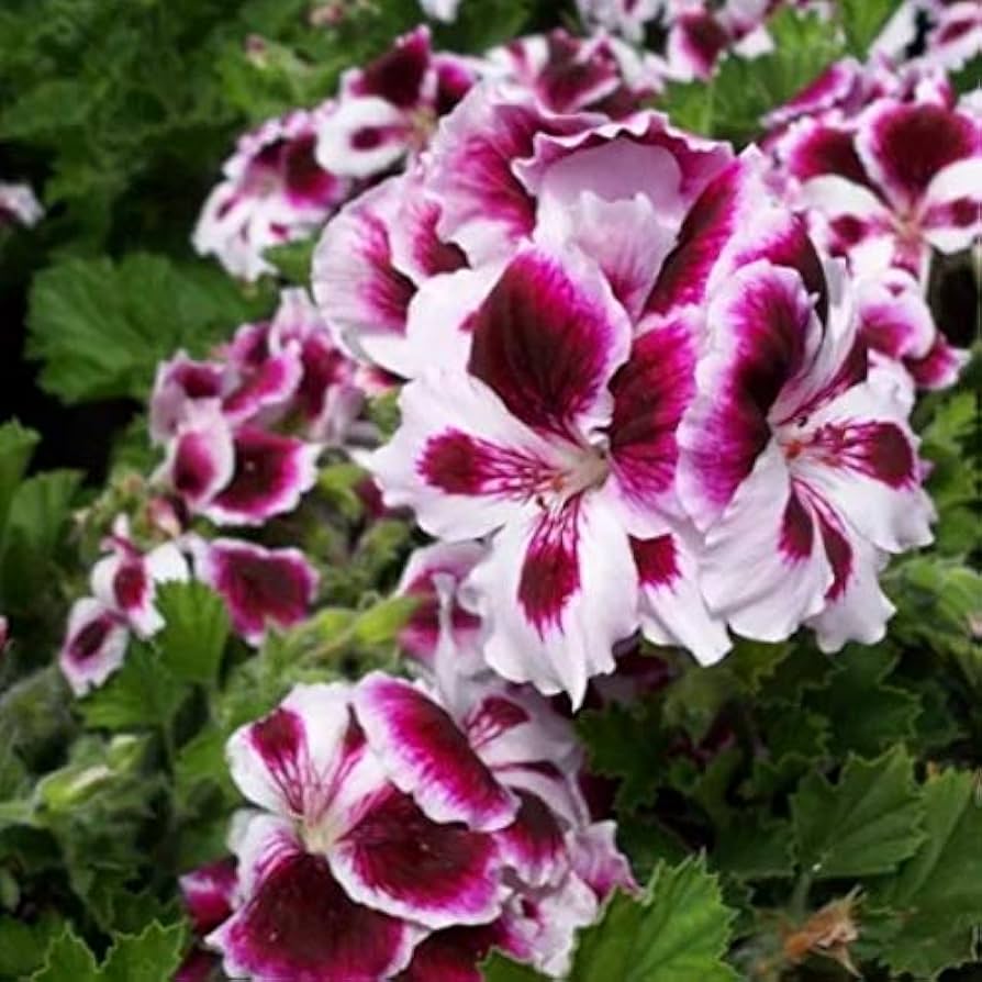 White Purple Pelargonium Flower Seeds for Planting Easy to Grow Heirloom & GMO Free Seeds for Home Garden
 
 Sale