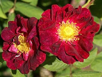 Maroon Rugosa Rose Flower seeds for Planting - Garden Favorite, Heirloom & GMO Free Seeds for Home Garden
 
 Sale for planting in home garden.