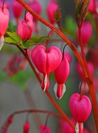 Bleeding Heart Flower seeds for Planting Hardy Variety Heirloom & GMO Free Seeds for Home Garden 
 
 Sale