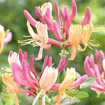 Honeysuckle Flower seeds for Planting Premium Quality Heirloom & GMO Free Seeds for Home Garden 
 
 Sale for planting in home garden