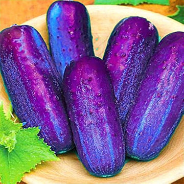 Purple cucumber plant growing in a home garden