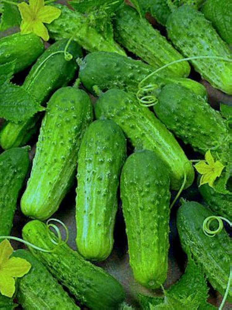 Cucumber Gherkin plants producing small green cucumbers in a sunny garden.