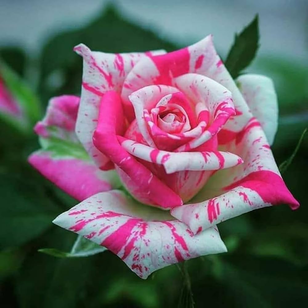 Multi Rose Flower seeds for Planting - Perfect for Borders, Heirloom & GMO Free Seeds for Home Garden  S