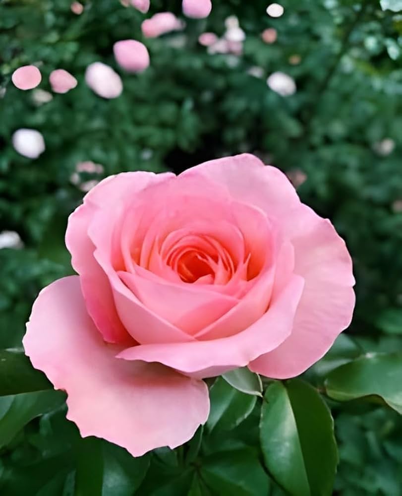 Baby Pink Climbing Rose Flower seeds for Planting - Pollinator Friendly, Heirloom & GMO Free Seeds for Home Garden