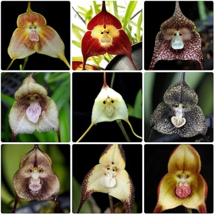Monkey Orchid Seeds for Planting  Unique Mixed Collection