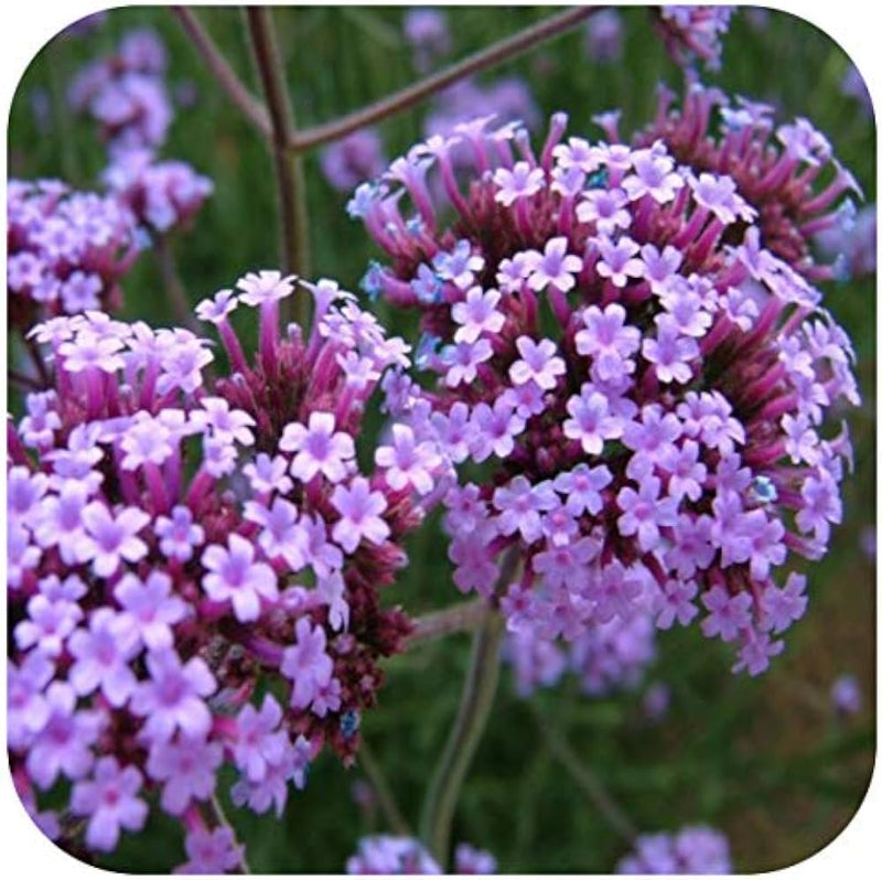 Verbena bonariensis plants with tall stems and purple flower clusters.
