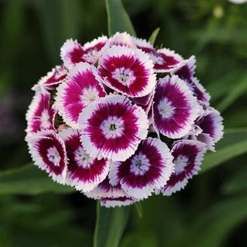 Dianthus Velvet N Lace Seeds for Planting Dianthus Barbatus flower bed cottage garden