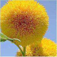 Yellow Bear SunFlower seeds for Planting - Fragrant Blossoms, Heirloom & GMO Free Seeds for Home Garden
