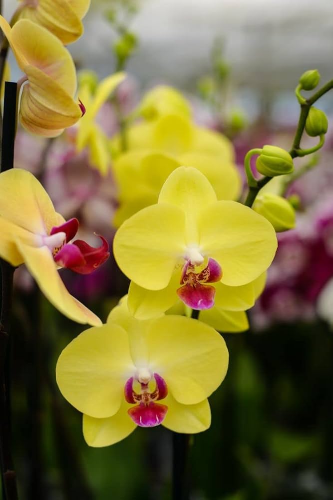Red Yellow Phalaenopsis Flower Seeds for Planting Low Maintenance Heirloom & GMO Free Seeds for Home Garden
 
 Sale